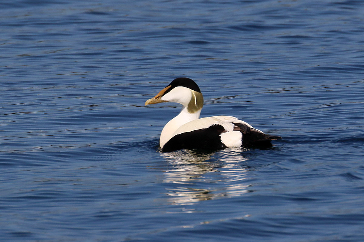 Farne Islands - Eider